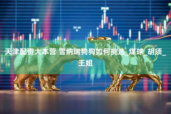 天津配资大本营 雪纳瑞狗狗如何挑选_煤球_胡须_王姐